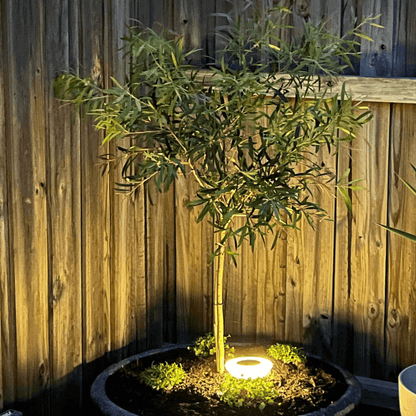 Tuinlamp Grondspot Solarlamp LED met Automatische Sensor voor Tuin en Pad